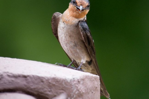 Palm pruge Palm pruge